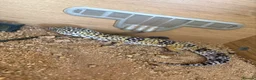 Leopard Gecko reptiles for sale: Female Leopard Gecko - Advert 1