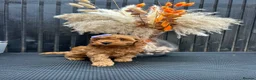 Cavapoo dogs for sale: RARE  **  CAVAPOOS dna tested parents  in Nottingham - Advert 4