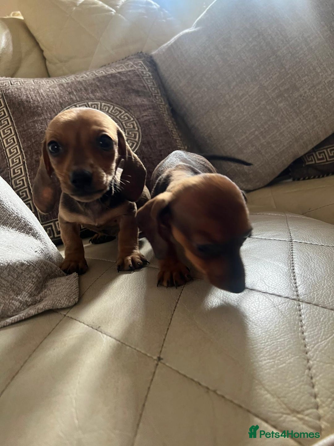 Dachshund dogs for sale: Dachshund puppies for sale - Image 12