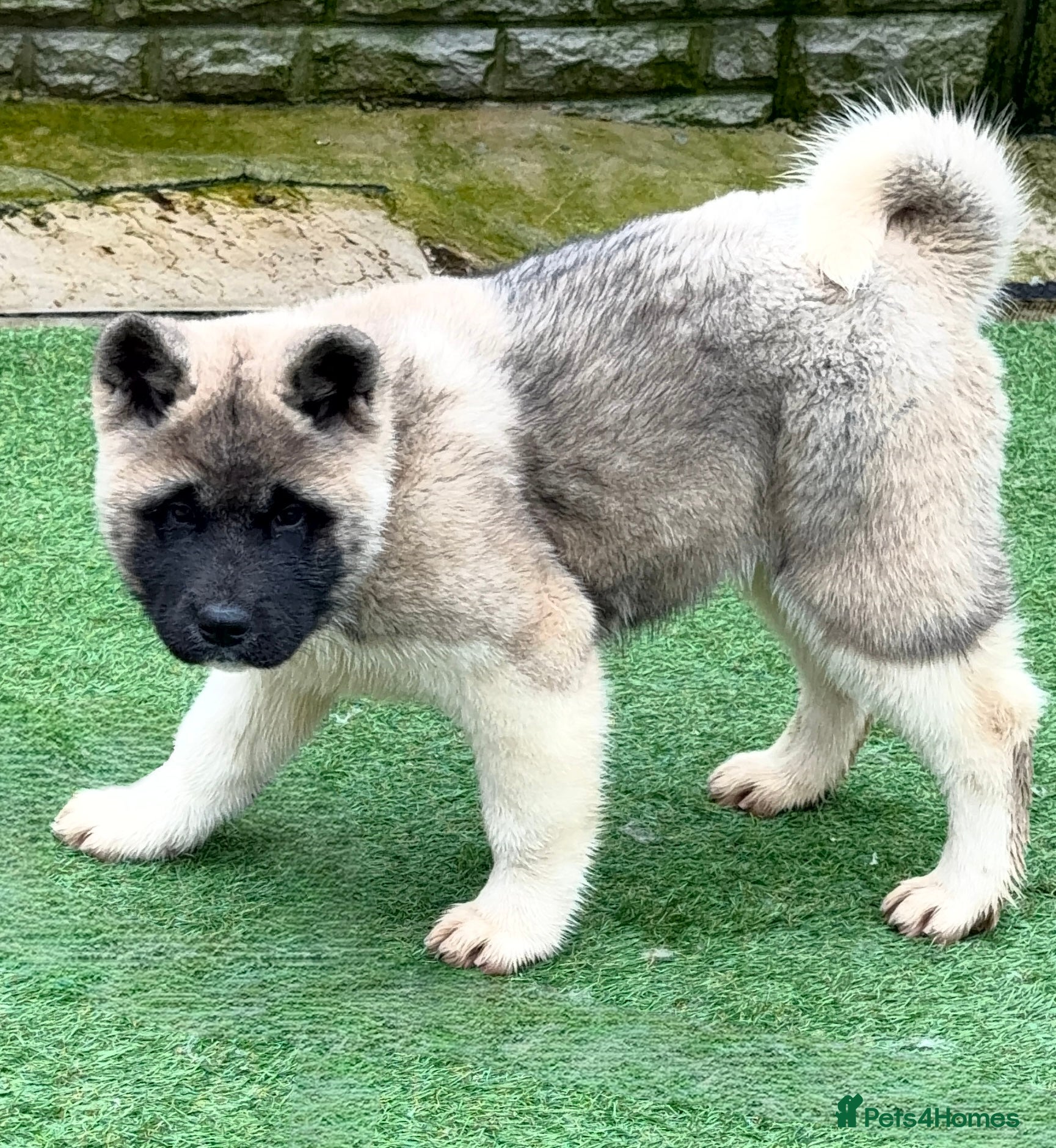 Akita dogs Akita Pups.  - Advert 1