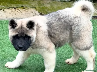 Akita dogs Akita Pups. - Advert 3