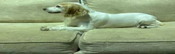 Cocker Spaniel dogs for sale: Working cocker spaniels  in Rochester - Advert 3
