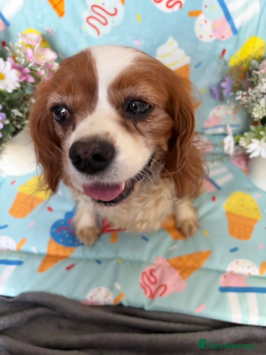 Cavalier King Charles Spaniel dogs for sale: 🐾AMAZING KC REGISTERED CAVALIERS 🐾 - Advert 12