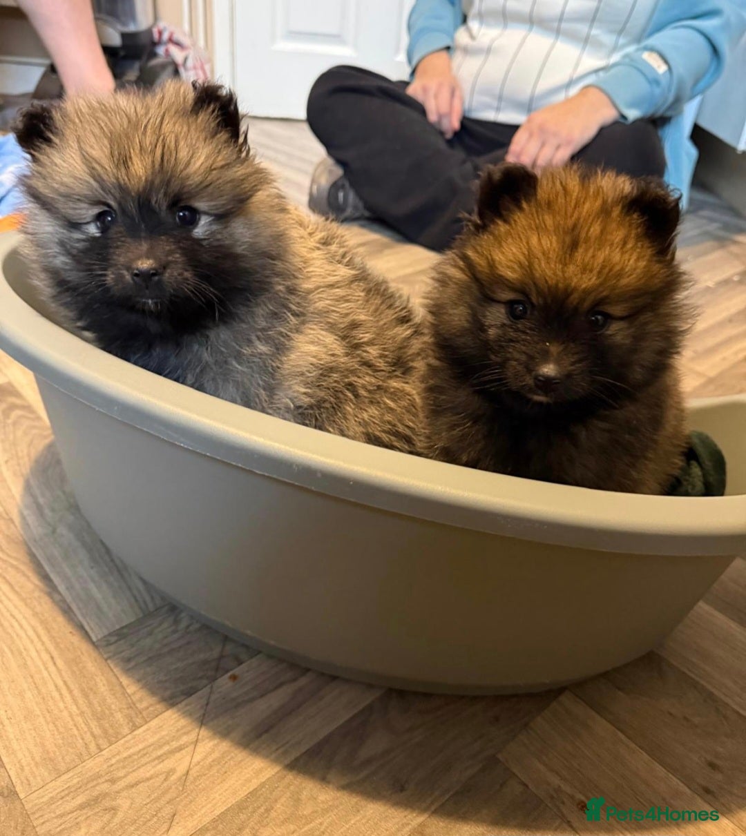 Pomeranian dogs for sale: Beautiful little pomeranians - Advert 3