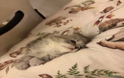 British Shorthair cats for sale: British short hair/persian mother - Image 11