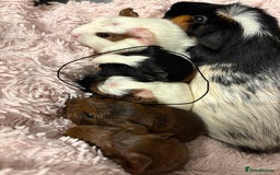 Guinea Pig rodents for sale: 2 male 4 week old guiena pigs - Image 1