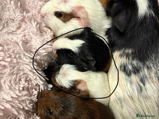 Guinea Pig rodents for sale - Advert 1