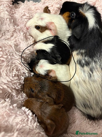 Guinea Pig rodents - Advert 2