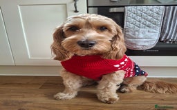 Cockapoo dogs for stud: Stud Available - Handsome F2 Cockapoo called Teddy - Image 7