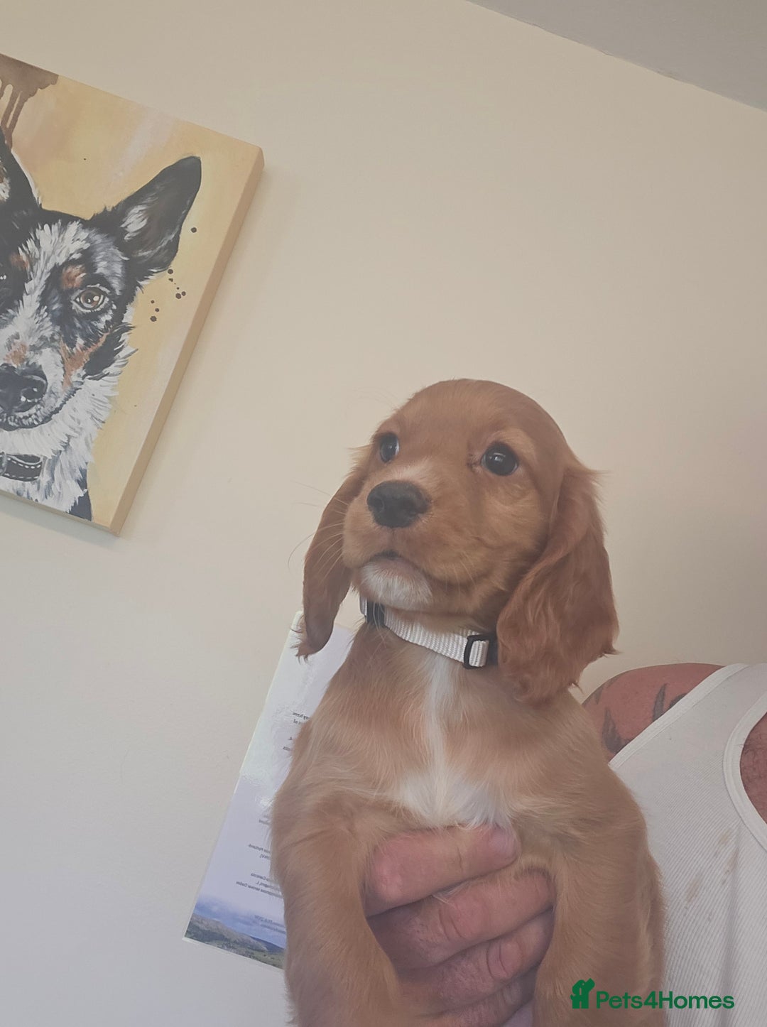 Cocker Spaniel dogs for sale: Health tested working cocker spaniels  - Image 10