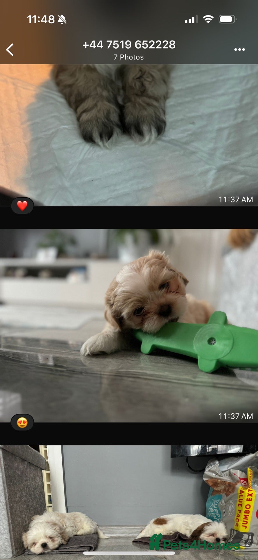 Shih Tzu dogs Beautiful Male Shih Tzu Available for Stud - Advert 3