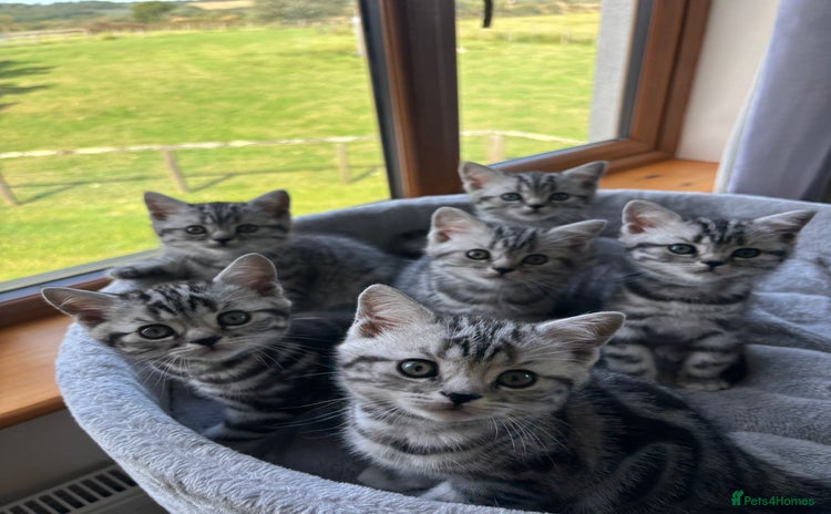 British Shorthair cats - Advert 1