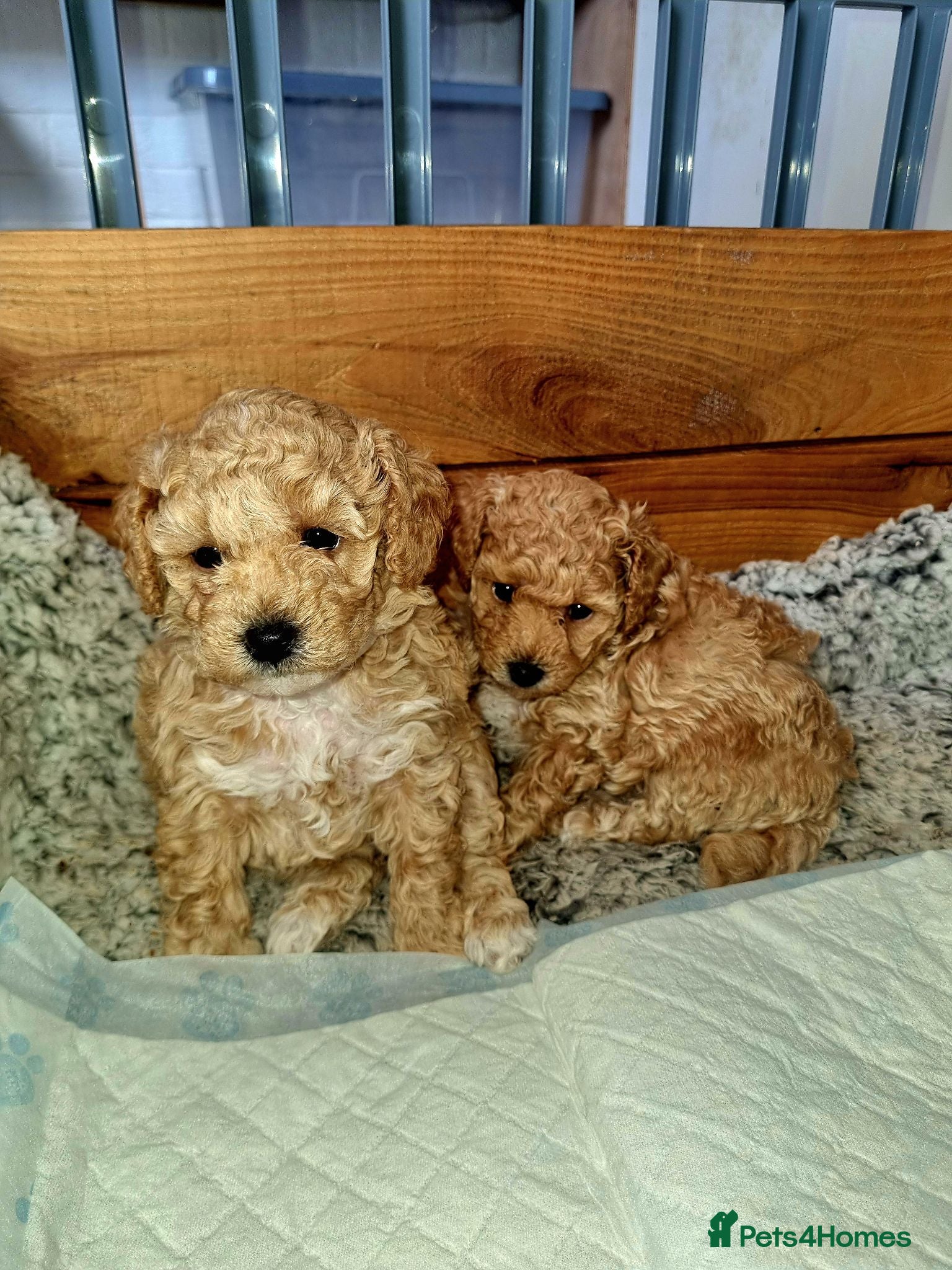 Poochon dogs Beautiful f1 toy poochon puppies  - Advert 1