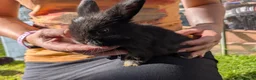 Mini Lop rabbits for sale: Beautiful Mini Lops For Sale  ˖Ი𐑼⋆ FOUR LEFT  - Advert 10