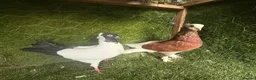 Pigeons birds for sale: Beautiful, Vaccinated & Friendly Pigeons - Advert 4