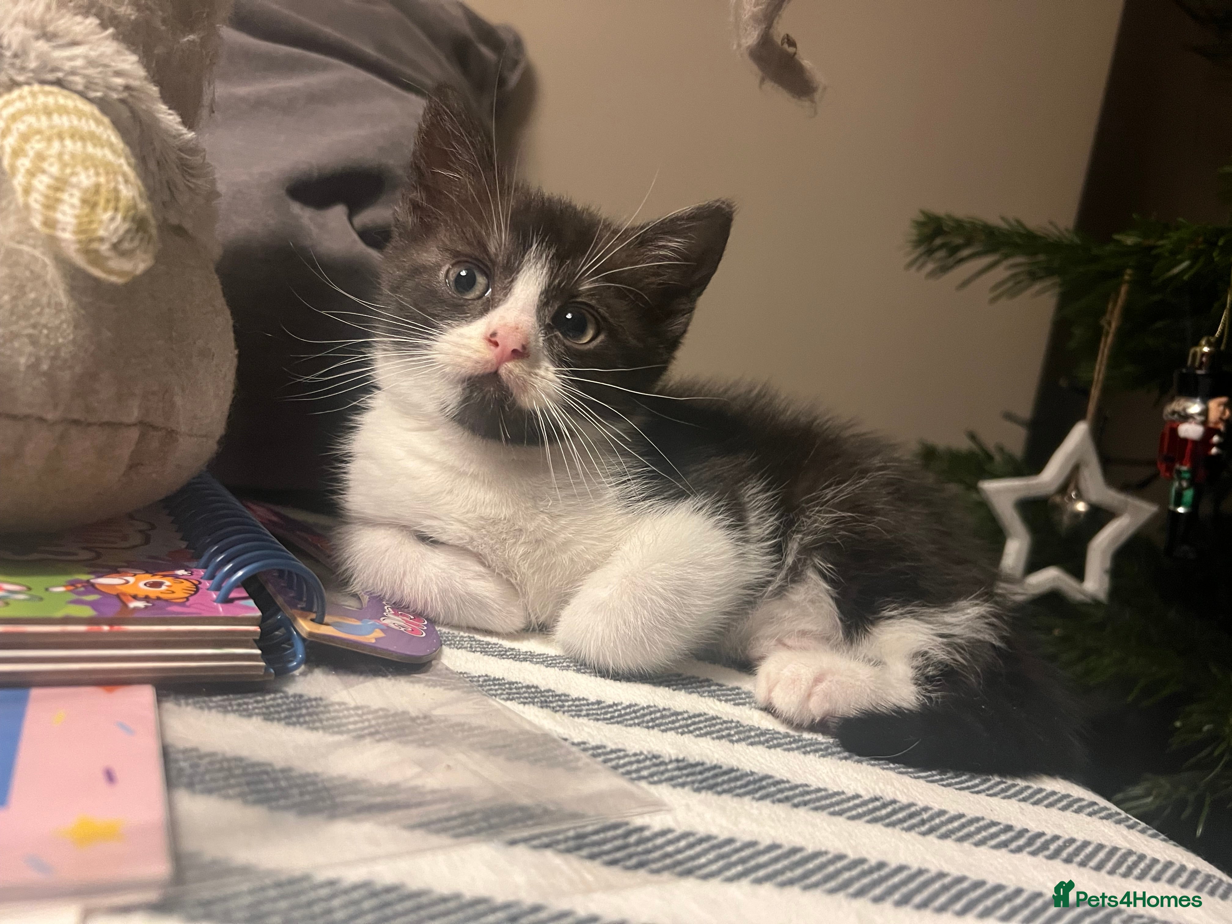 Mixed Breed cats Lovely 3 kittens for sale  - Advert 12