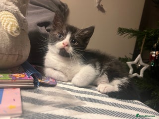 Mixed Breed cats Lovely 3 kittens for sale - Advert 1