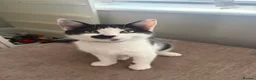 Mixed Breed cats for sale: Two boys looking for family  - Advert 4