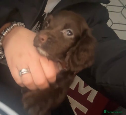 Cocker Spaniel dogs Cocker Spaniel Puppies🐕🐕 READY 30TH NOVEMBER 💙 - Advert 13