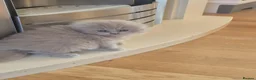 Scottish Fold cats for sale: Scottish fold and straight, girl, boy in Nottingham - Advert 11
