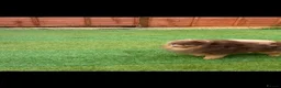 Pomeranian dogs for sale:  **  Pomeranian  in Windsor - Advert 7