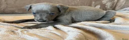 Whippet dogs for sale: ❤️ BEAUTIFUL BLUE WHIPPETS KC REGISTERED❤️ - Advert 16