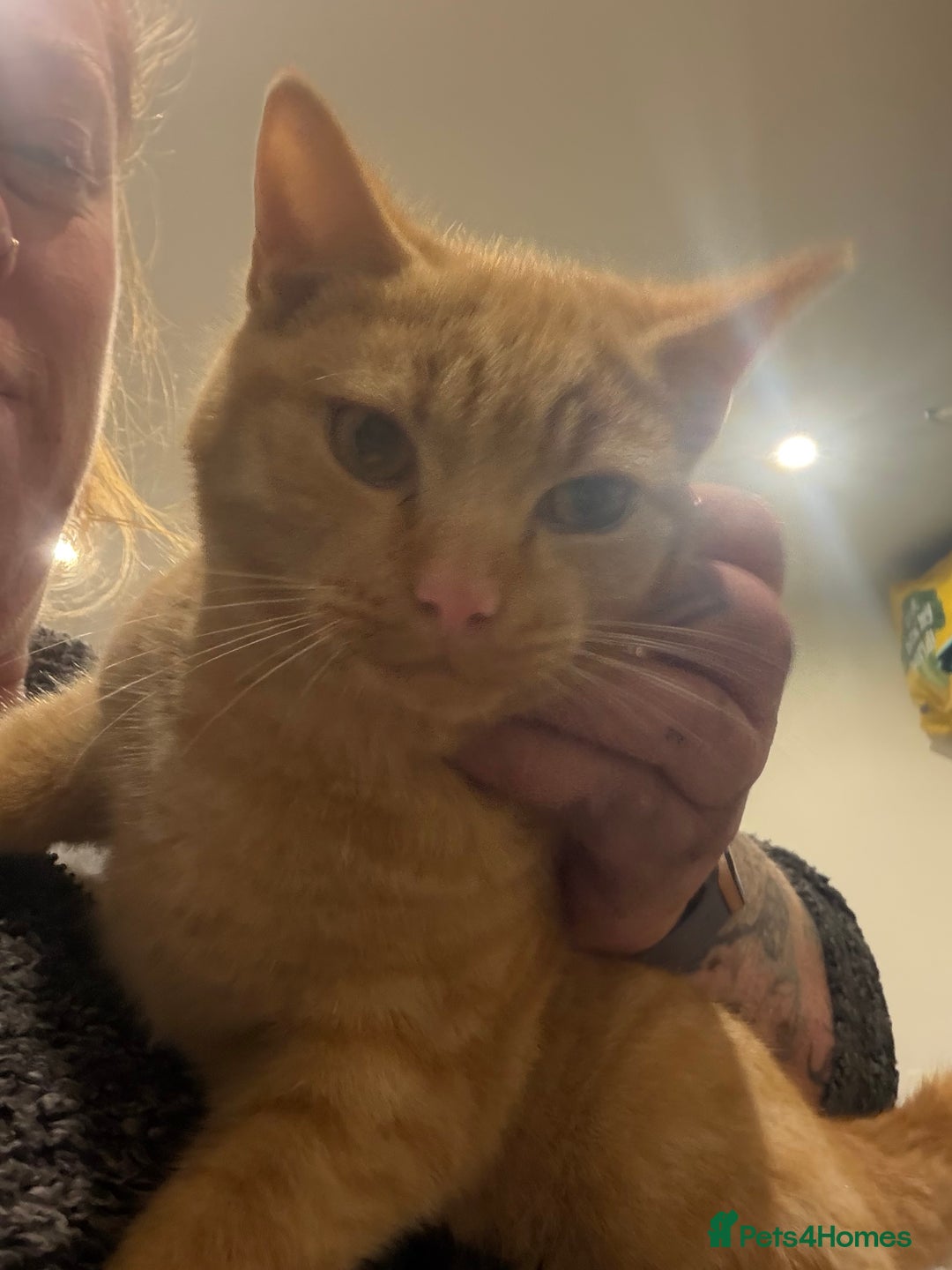 Mixed Breed cats for sale: Female Tortoiseshell Kitten - Advert 4