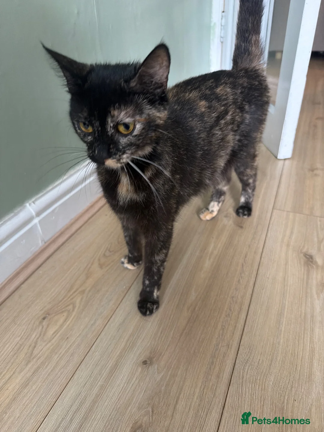 Domestic Shorthair cats for sale: 4 Beautiful  Kittens  - Advert 9