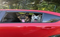 White Swiss Shepherd dogs for sale: 12 month White Swiss Shepherd  - Image 4