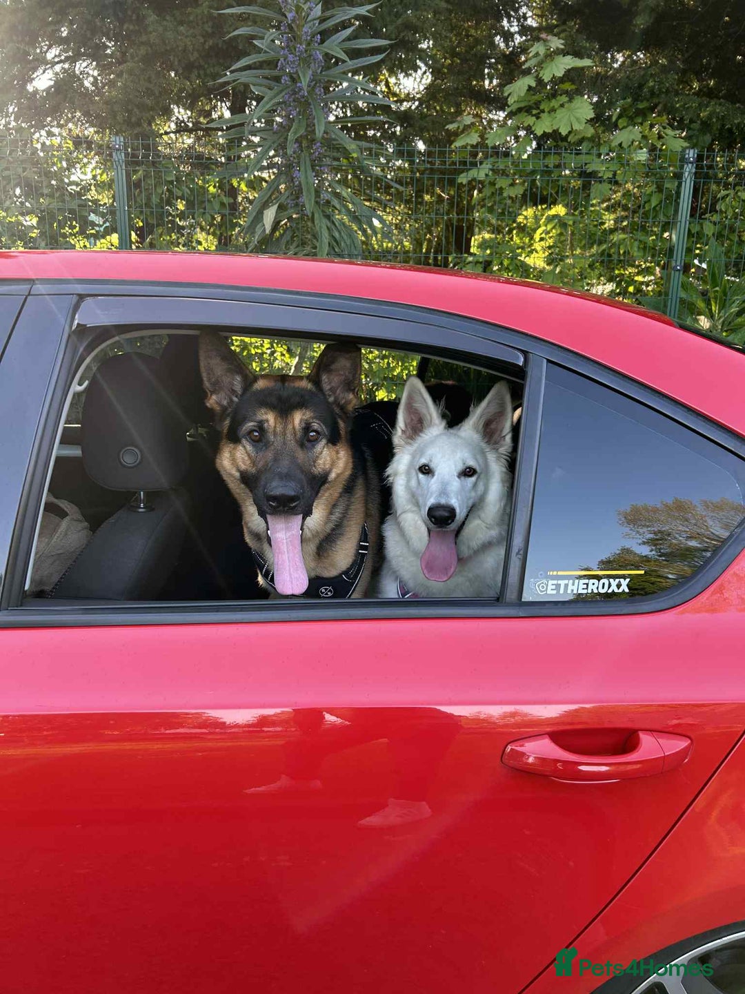 White Swiss Shepherd dogs for sale: 12 month White Swiss Shepherd  - Image 4