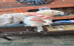 Ferret rodents for sale: 2 silver hobs 1 albino Jill  - Image 3