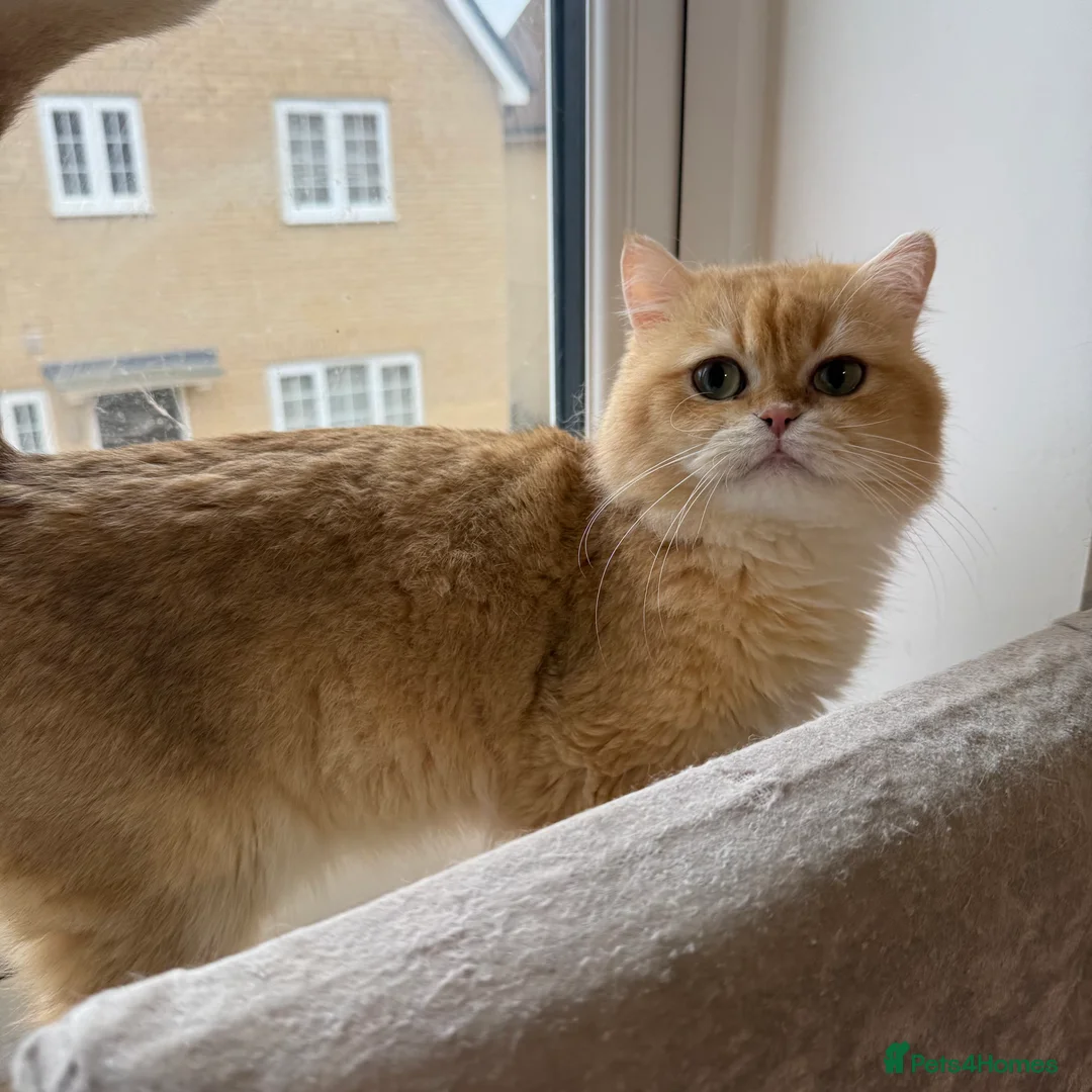 British Shorthair cats for stud: Golden Chocholate bsh - Advert 1