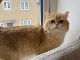 British Shorthair cats Golden Chocholate bsh - Advert 2