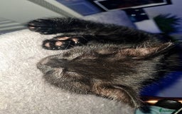 Mixed Breed cats for sale: 10 beautiful kittens - Image 14