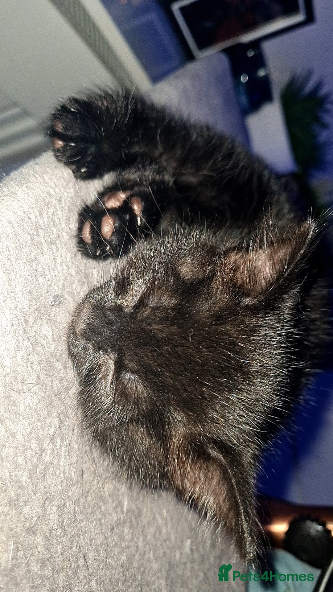 Mixed Breed cats for sale: 10 beautiful kittens - Image 14