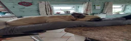 French Bulldog dogs for adoption: FRANK & MILO FRENCHIES ADOPTION IN WESTCOUNTRY - Advert 9