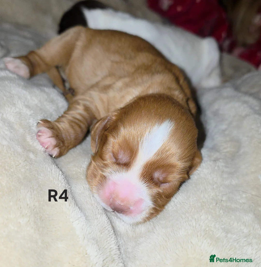 Cocker Spaniel dogs for sale: Cocker spaniel pups ready NEXT WEEK - Advert 7