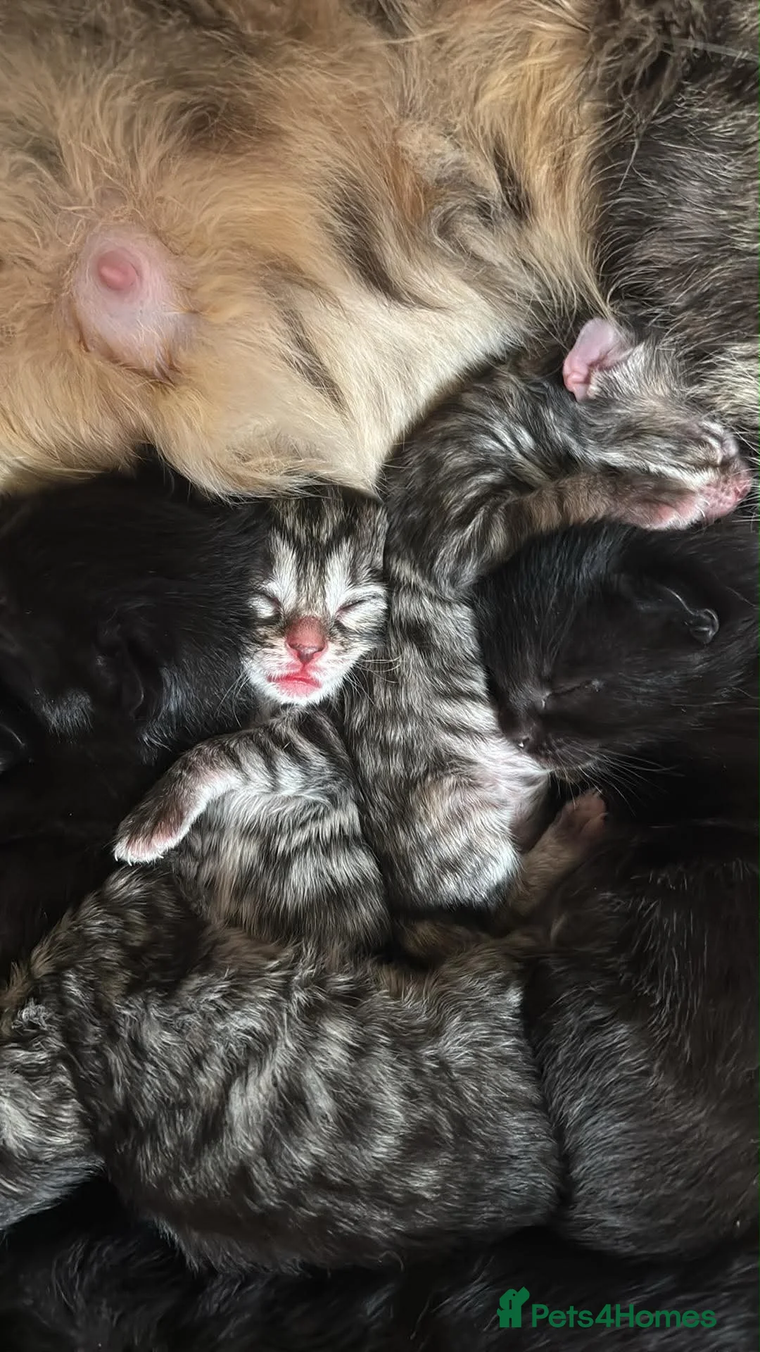 Mixed Breed cats for sale: Fluffy kittens in Chesterfield - Advert 15