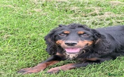 Cocker Spaniel dogs for sale: 3 stunning kc cocker girls💕 - Image 10