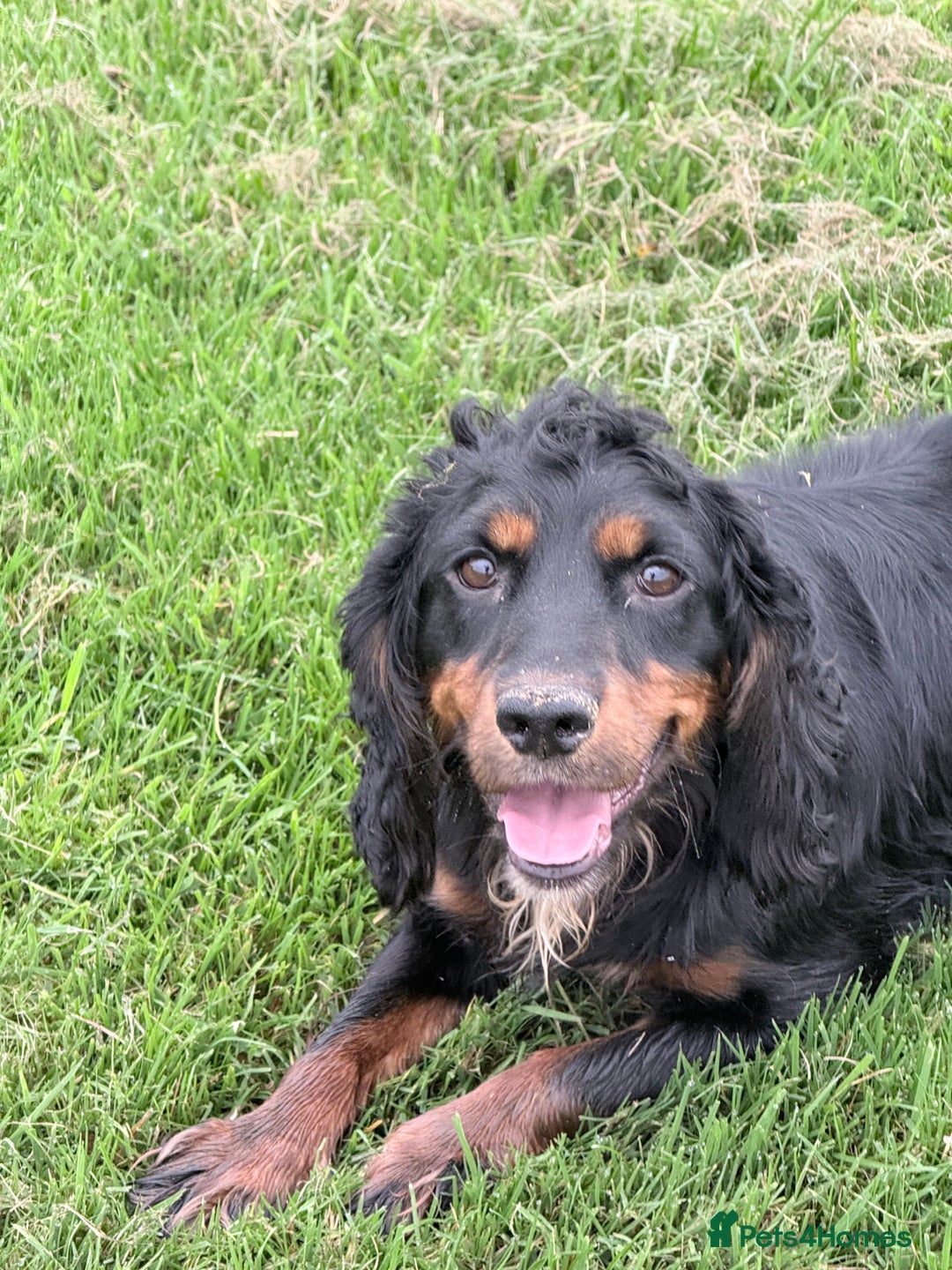 Cocker Spaniel dogs for sale: 3 stunning kc cocker girls💕 - Image 10