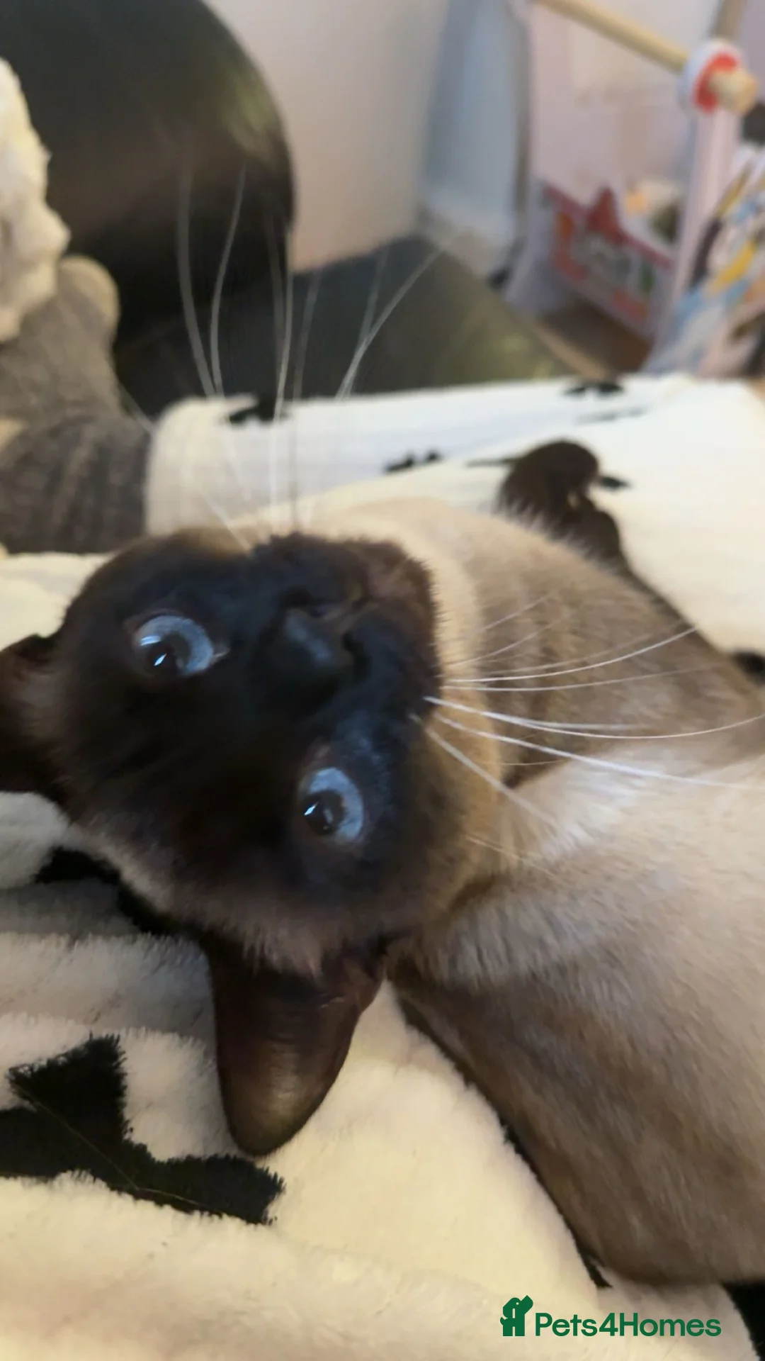 Siamese cats for sale: Brother cats  - Advert 3