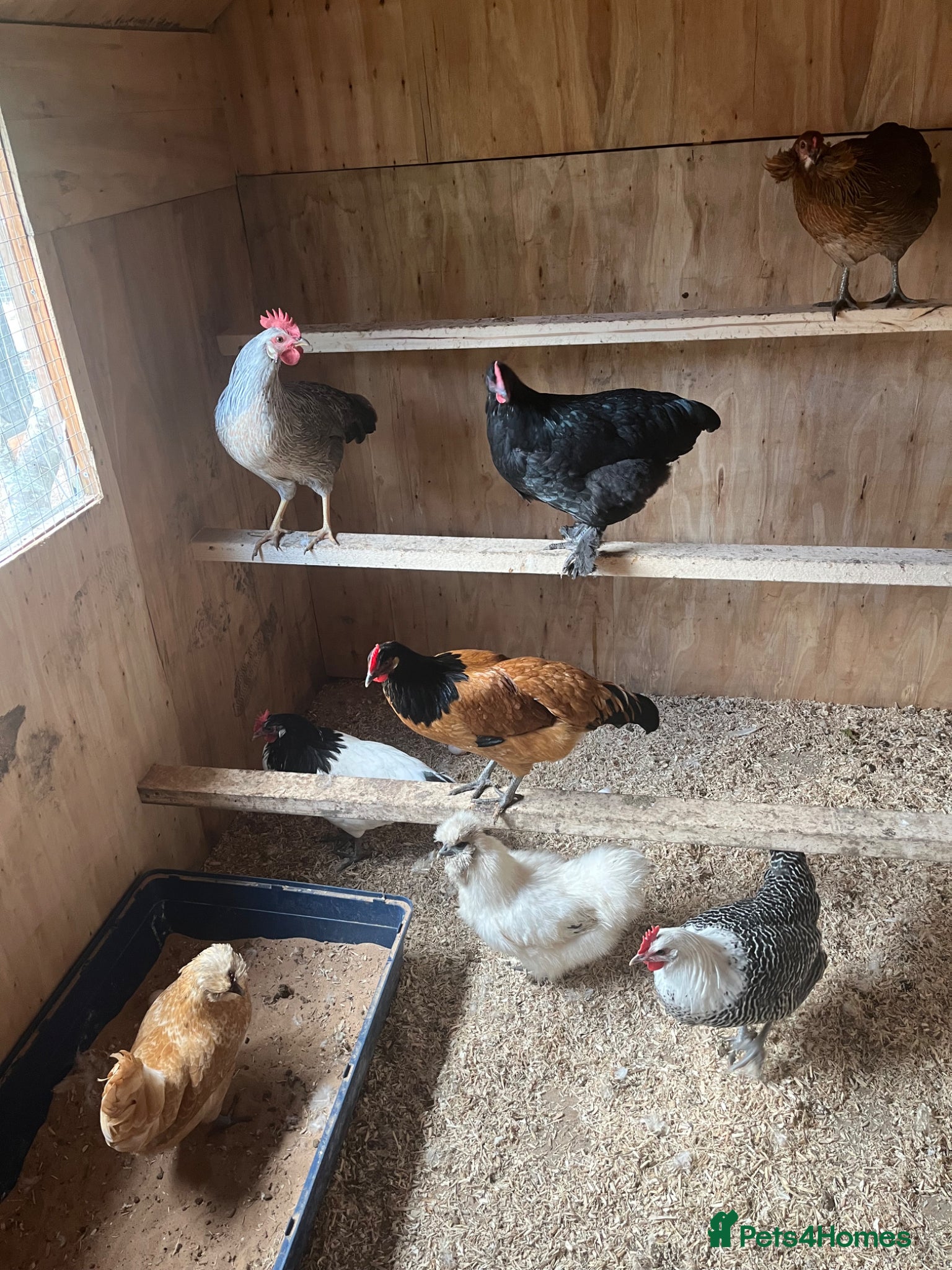 Chickens poultry for sale: Various breeds of chicken  - Advert 5