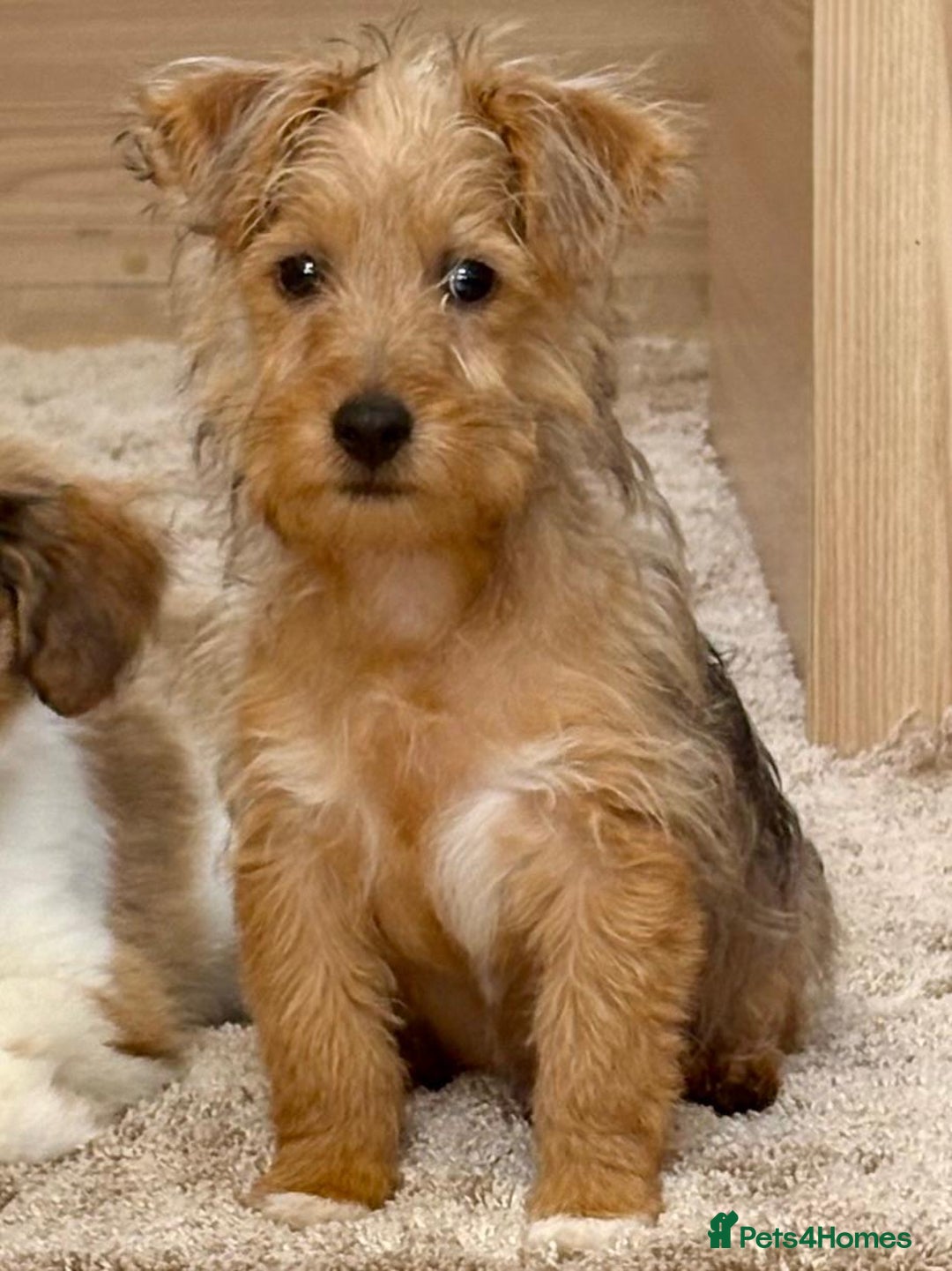 Jack Russell dogs for sale: Jack Russell Puppies… - Advert 11