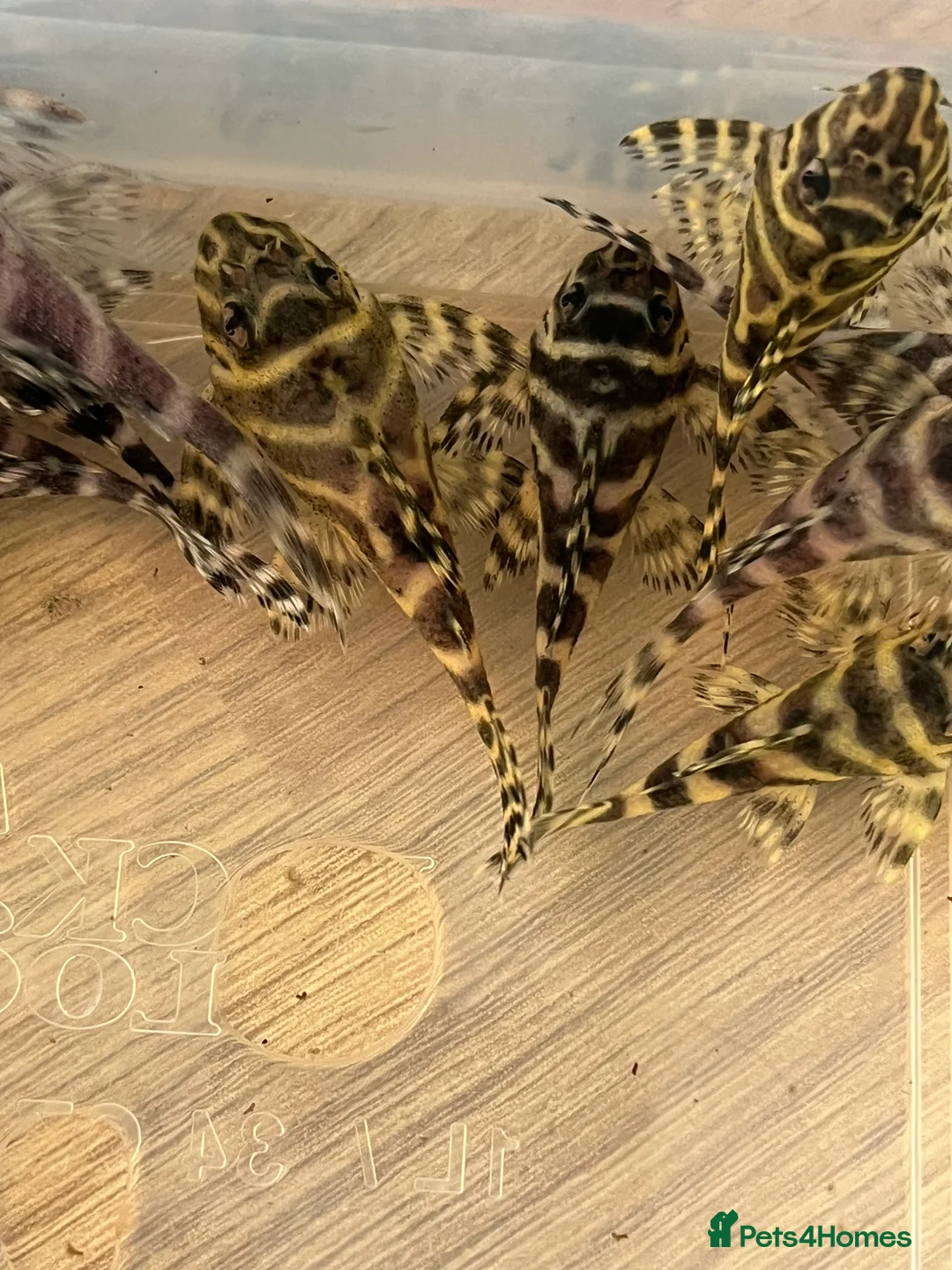 Plecos fish for sale: L333 King Tiger Pleco, Standard and high grade.  - Advert 3