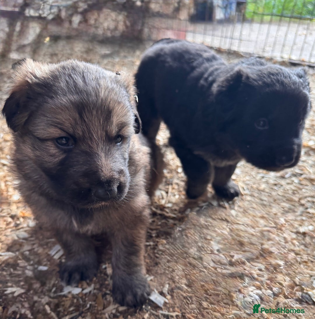 German Shepherd dogs for sale: 4 stunning german Shepherd pups. Very chunky.  - Image 12