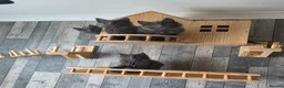 Maine Coon cats for sale: PURE MAINE COON - Advert 1