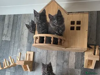 Maine Coon cats PURE MAINE COON - Advert 6