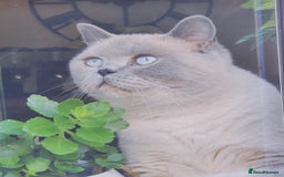 British Shorthair cats for sale: 💥CHAMPION💥SIRED💥🏆FEMALE😍🔥 in Dudley - Image 20