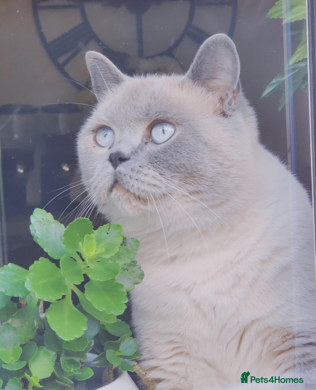 British Shorthair cats for sale: 💥CHAMPION💥SIRED💥🏆FEMALE😍🔥 in Dudley - Image 20