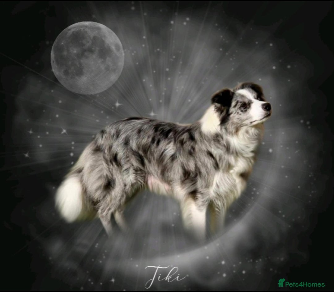 Border Collie dogs for sale: Champion line puppies  - Image 12